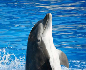 ph:dolphin